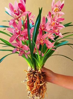 现带浓香花苞 建兰四季兰状元红 名贵兰花苗好养易活浓香型兰花