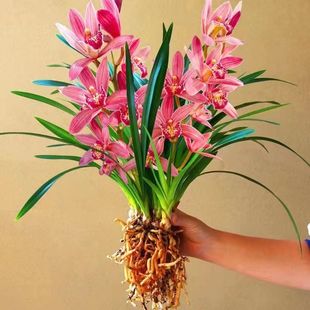 现带浓香花苞 建兰四季兰状元红 名贵兰花苗好养易活浓香型兰花