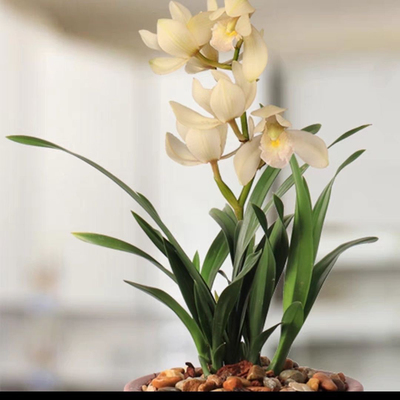 宽叶矮种 超香兰花 白雪 建兰四季兰花卉盆栽绿植好养兰花苗