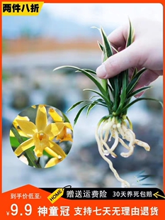 兰花矮种盆栽植物特级品种兰草花花卉神童冠金边兰花夏带花苞盆景