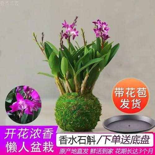 冬带花苞香水石斛兰水培水养