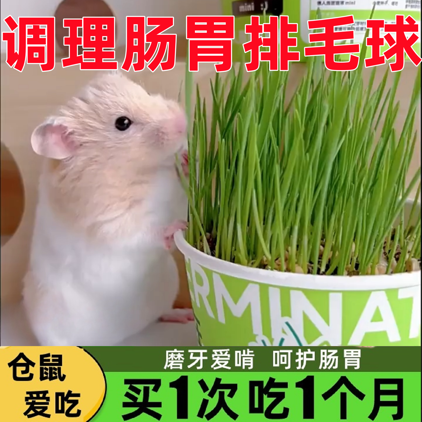金丝熊仓鼠零食鼠草化毛排毛草