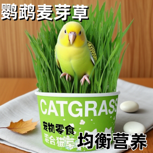 鹦鹉天然饲料食用麦芽草