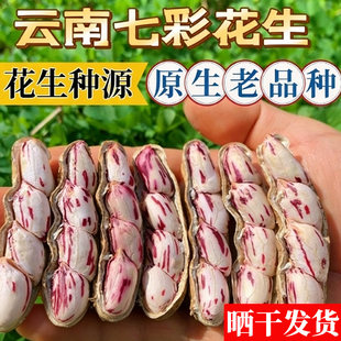 云南七彩花生种子超高产南方农科院早熟10斤老品种水果花生种子