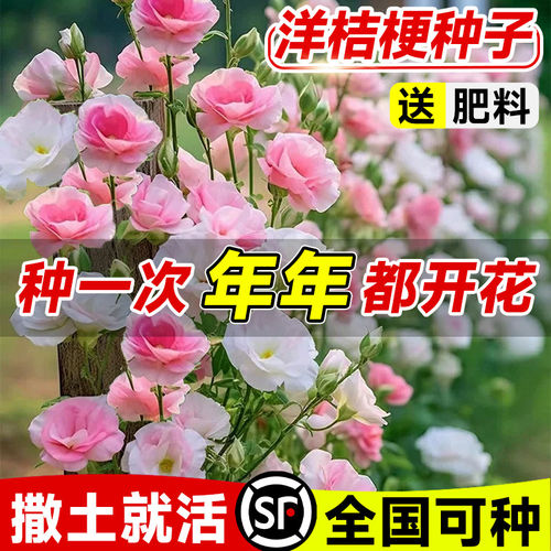 进口重瓣洋桔梗花种子四季播种开花易活花卉种孑庭院室外花种籽子