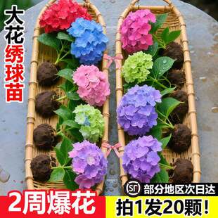 无尽夏绣球花苗盆栽四季花卉三河千鸟阳台庭院室外耐寒耐热万华镜