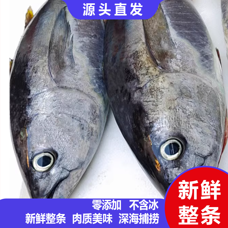 金枪鱼整条新鲜刺身海鲜鲜活速冻海鱼大条料理大连水产冷冻商用