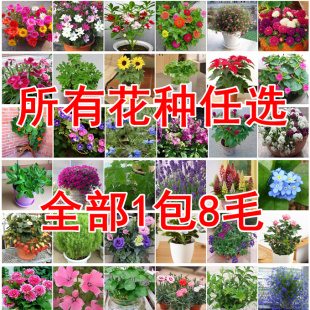 花卉种子多种任选花种籽花种家庭种花小量种子花四季播种