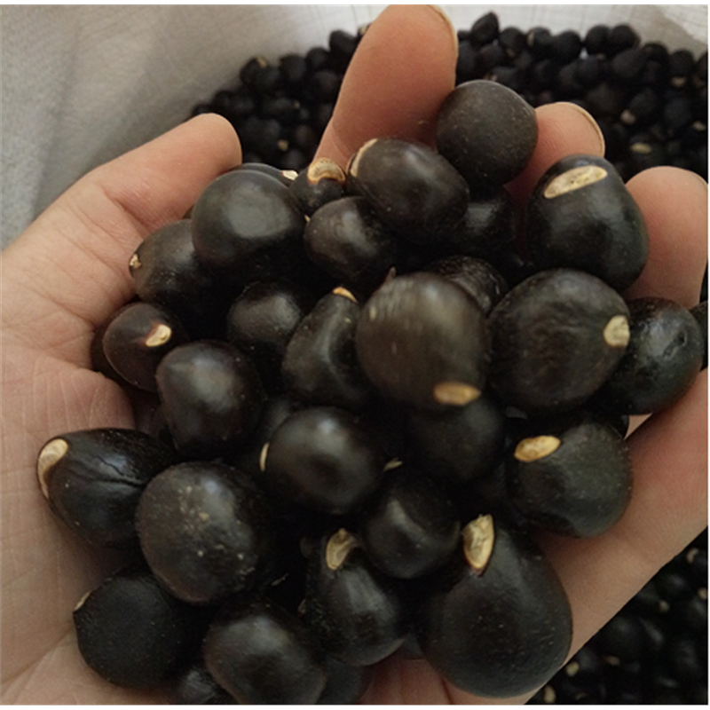 新采文冠果种子可榨油植产