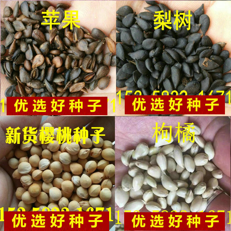 苹果种子杜梨树籽山樱桃