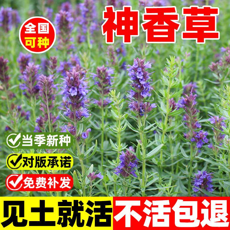 神香草种子籽四季播种开花牛膝草欧洲耐热耐寒庭院香草薄荷种籽子