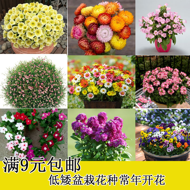 花种子 四季种易活 常年开花 长春花 矮牵牛三色堇 向日葵 雏菊