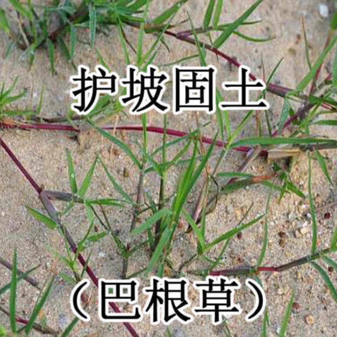 巴根草种子狗牙根护坡绿化专家铁线草蟋蟀草防水土流失种子牛筋草