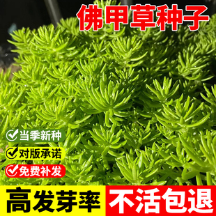 佛甲草种子 佛甲草草籽 草坪种子楼顶屋顶绿化 耐热耐寒四季种籽