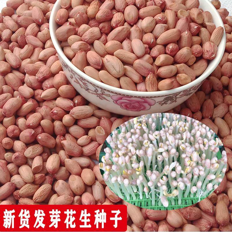 花生种子发芽花育9616水培山东饱满种植带壳高产早熟手剥大花生米