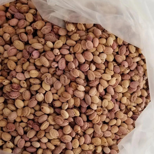 樱花种子 树种子红樱花种子 粉色樱花 白色樱花 包邮