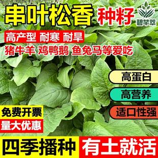 进口串叶松香草籽多年生牧草种子畜牧养殖猪牛羊鹅畜禽香槟菊花草