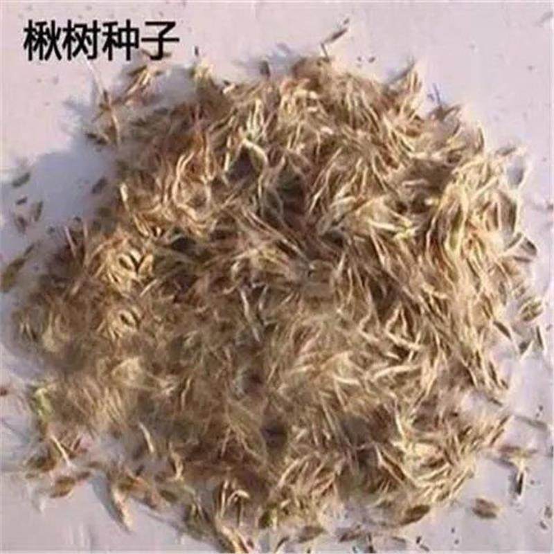 新采楸树种子 秋树种子梓桐种子 金丝楸种子水桐种 梓树种子