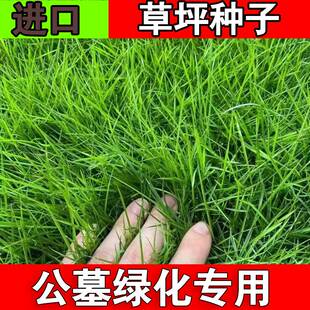 长镰草种子响铃草籽墓地草坪种子坟地草籽 四季青草籽 坟头草茅草