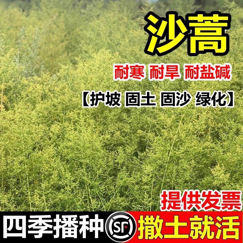 沙蒿种子沙蒿籽沙蒿子防沙固沙牧草籽固土护坡荒漠植被牧草种子,鲜花速递/花卉仿真/绿植园艺,家庭园艺种子,淘宝优惠券,粉丝福利购,淘宝优惠卷