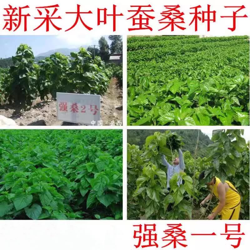 大叶蚕桑种子强一号养喂