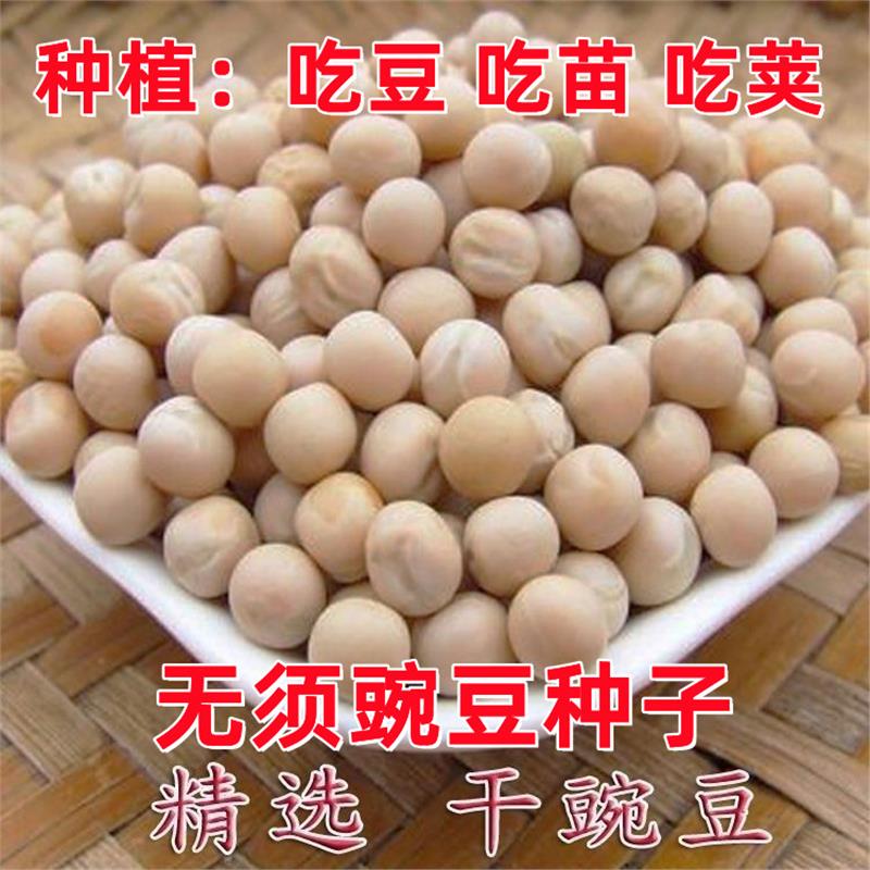 白豌豆种子粮食无须高产晚