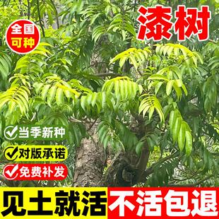 漆树种子四季种易活庭院景观油漆树种列加氏金大小野生木漆树种籽