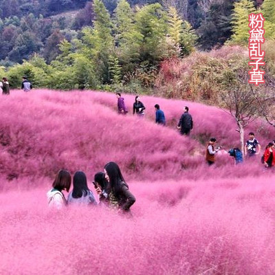 粉黛乱子草种多年生毛芒花