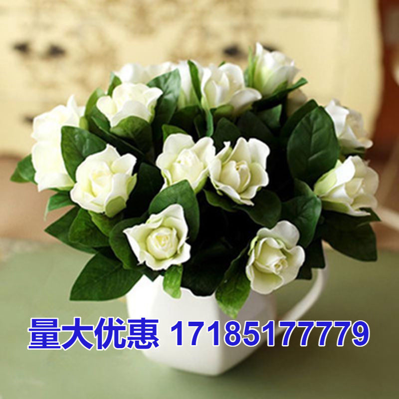 花草种子学生作业观察发芽快种子满天星四季易养种子套餐新品花卉