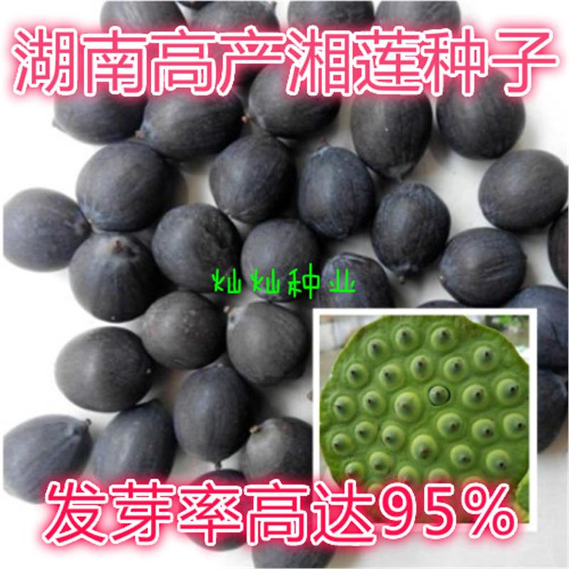 湖南湘潭高产莲子食用藕