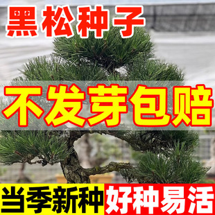 黑松种子日本黑松种子庭院护坡盆栽景观造景常绿山东黑松树种子籽