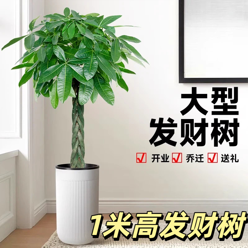 1米高发财树客厅盆栽大招财办公室大型绿植植物花卉好养室内开业
