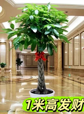 1米高发财树大棵客厅盆栽大型绿植花卉室内步步高绿色植物盆景净