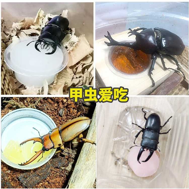 中华大扁锹果冻甲虫专用独角仙果冻昆虫食物天牛兜虫蛋白幼成虫大