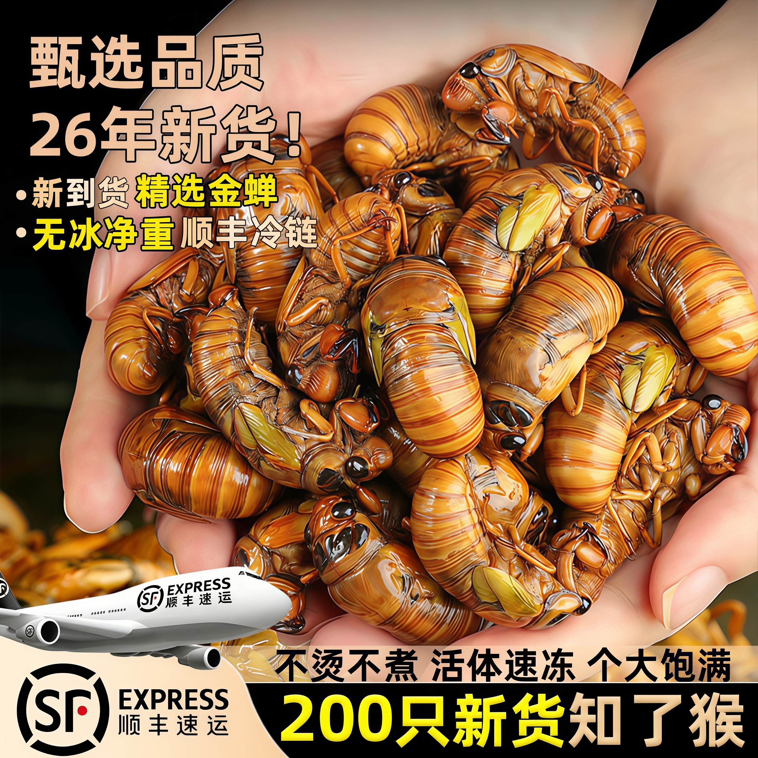 金蝉鲜冻知了猴蚕蛹蝉蛹商用批发