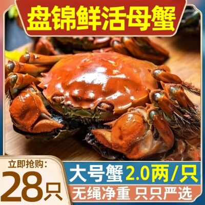 河蟹鲜活盘锦稻田母蟹