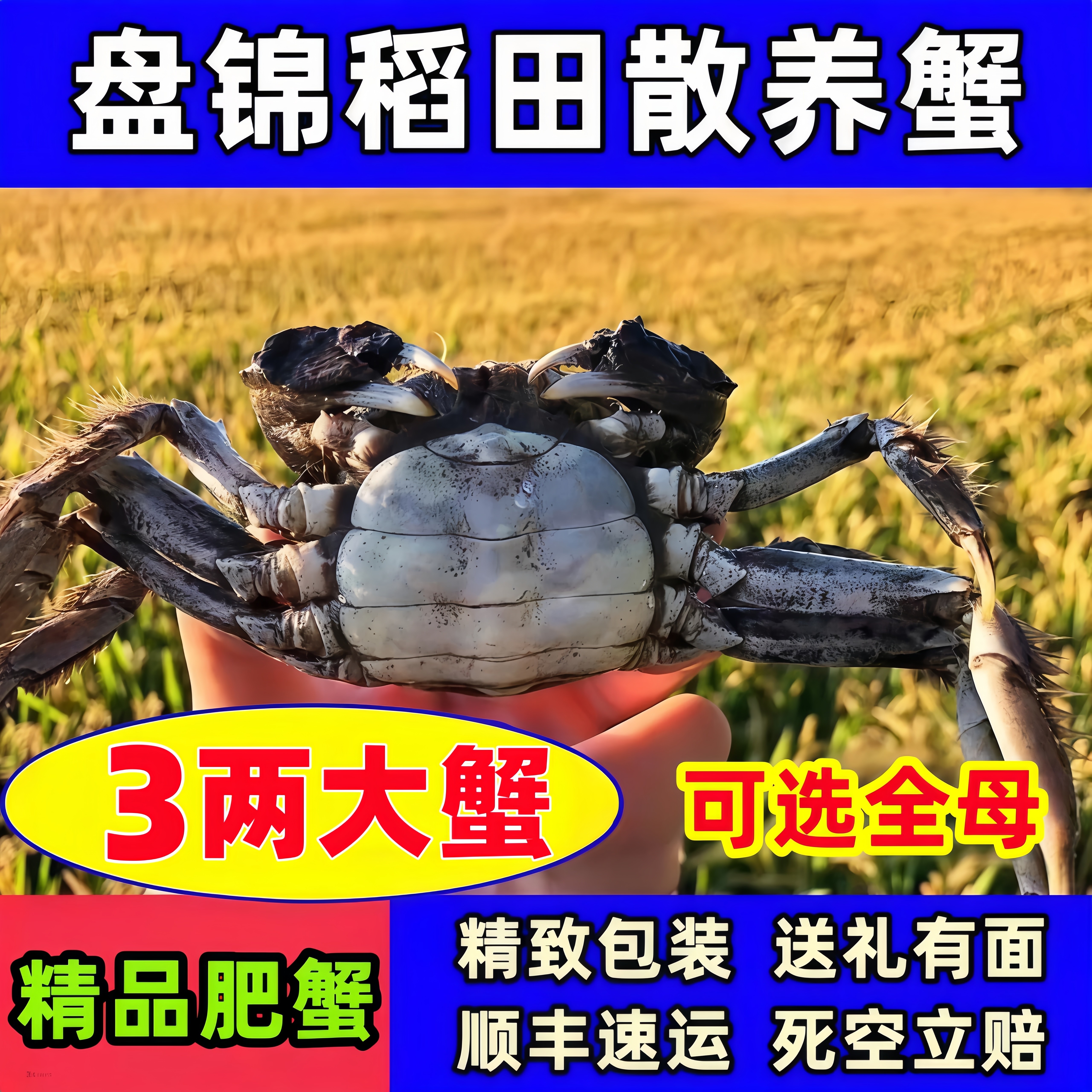 盘锦河蟹鲜活蟹稻田蟹全母蟹河蟹去绳净重大闸蟹溜达蟹礼盒团购
