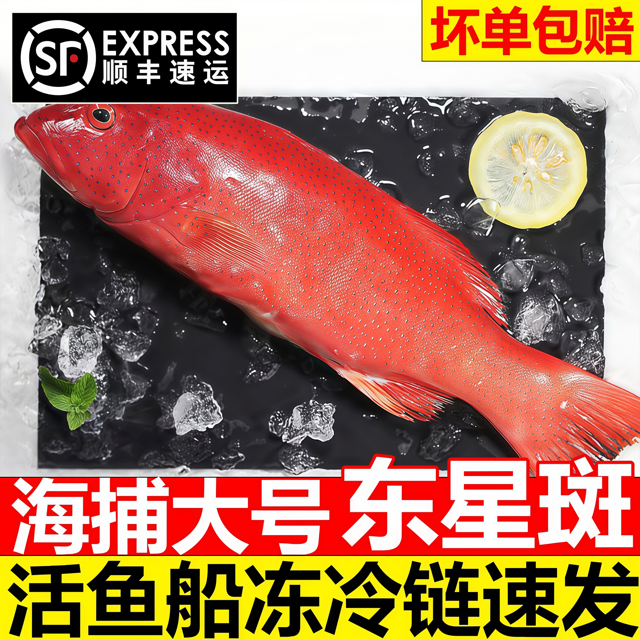深海东星斑鱼新鲜冷冻商用顺丰