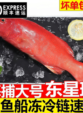 深海东星斑鱼新鲜冷冻商用顺丰