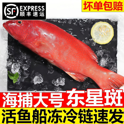 深海东星斑鱼新鲜冷冻商用顺丰