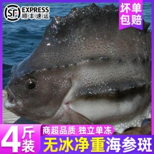 新鲜海参斑鱼4斤/条进口冰岛海参斑鱼石斑鱼胶原蛋白鱼礼盒装顺丰
