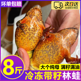 2025年新货东北林蛙蛤蟆东北特产雪蛤林蛙冷冻母豹子哈什蟆