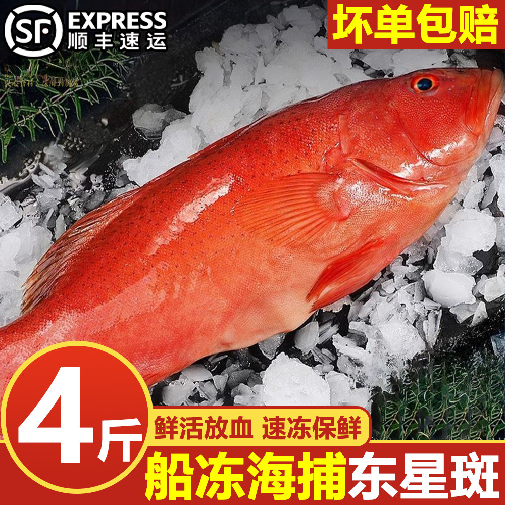 东星斑鱼新鲜鲜活冷冻瓜子斑鱼燕尾斑海鲜非海南西沙顺丰整箱包邮,水产肉类/新鲜蔬果/熟食,斑鱼,淘宝优惠券,粉丝福利购,淘宝优惠卷