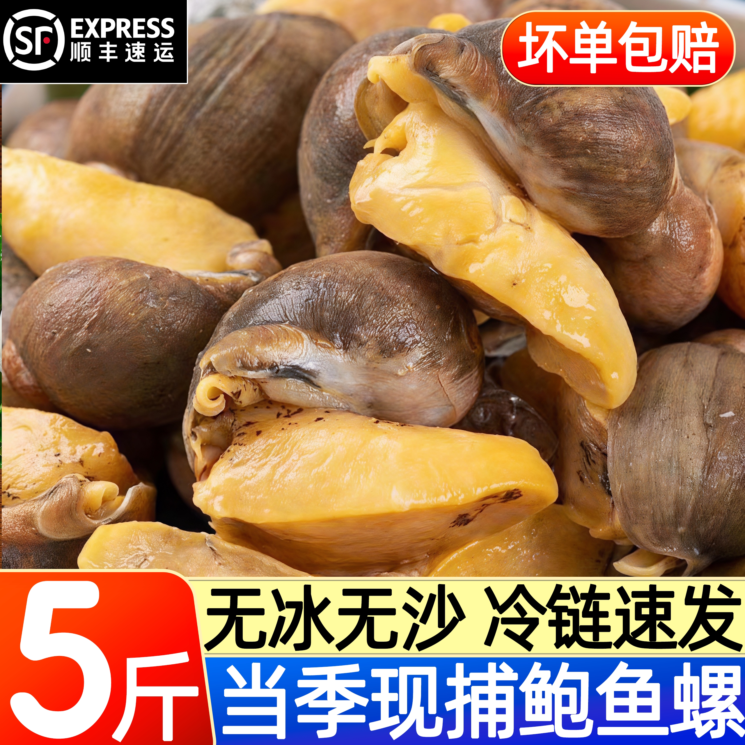 鲍鱼螺老婆脚鲜活特大捞汁顺丰图片