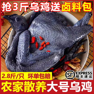 散养白凤乌鸡新鲜鸡肉活鸡现杀乌骨鸡走地鸡滋补鸡胸肉一整箱顺丰