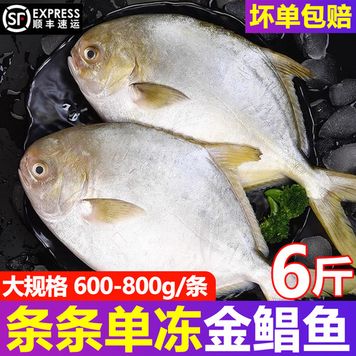 金鲳鱼鲜活速冻海鲜水产