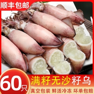 全籽籽乌新鲜冷冻满籽海兔子笔管鱿鱼鱿鱼仔新鲜海鲜批发整箱顺丰