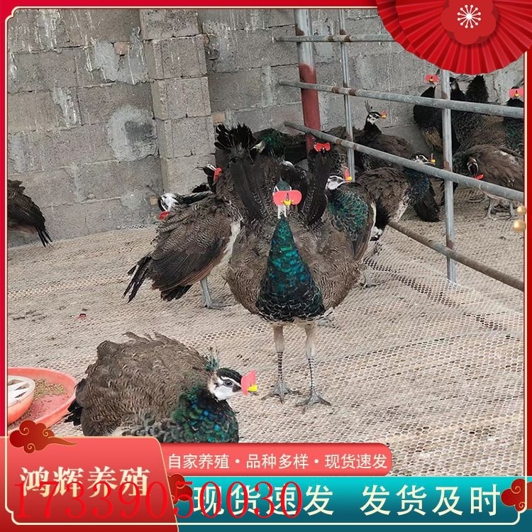 孔雀种苗 孔雀养殖方法 一年的孔雀钱一只观赏孔雀苗幼苗