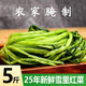 2025年雪里红新鲜腌菜5斤装 正宗农家雪里蕻咸菜绿色爽口下饭酱菜