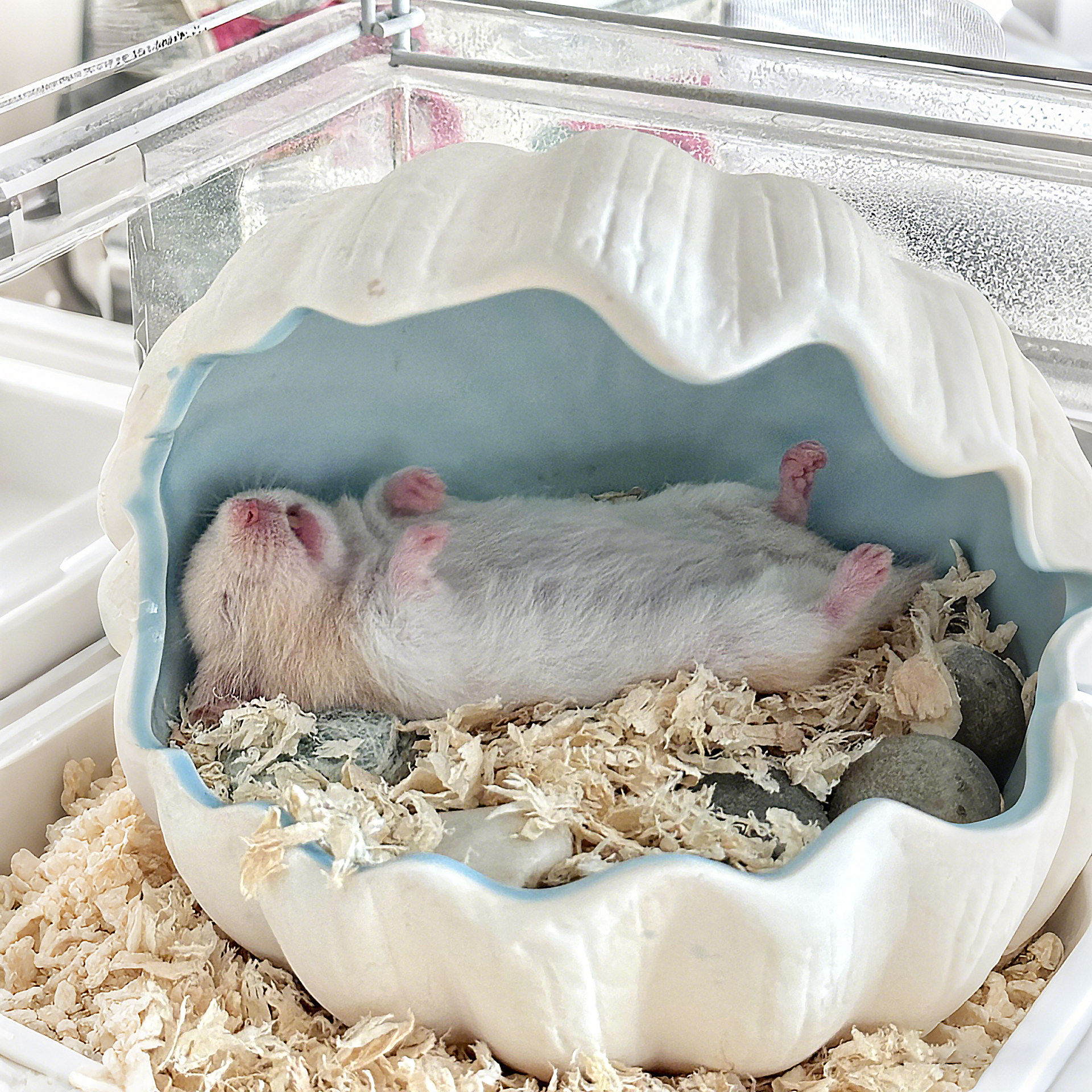 夏季仓鼠窝金丝熊躲避屋贝壳陶瓷凉窝荷兰猪豚鼠降温冰屋造景神器